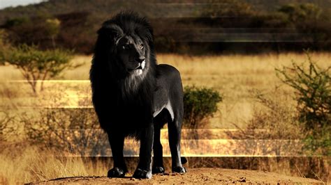 黑獅子